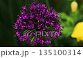 Closeup purple Allium flower in spring garden 135100314