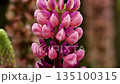 Pink lupine flowers in the garden, abstract floral background 135100315