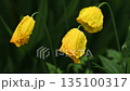 Yellow poppy flower with rain water drops in garden spring time 135100317