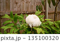 White peony in the garden, rare decorative flower  135100320