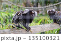 Two pygmy marmosets on a branch in cage at the zoo 135100321