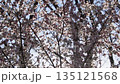 Plum blossoms swaying in the wind (4x slow motion) 135121568