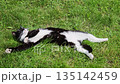 Cute cat pretending sleeping lying human like on ground. Adorable feline feigning napping resting human style on grass. Sweet kitty mimicking dozing stretching human manner on lawn 135142459