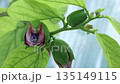Brazilian passionflower buds 135149115