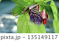 Brazilian passionflower flowers and buds 135149117
