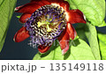 Brazilian passionflower 135149118