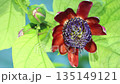 Brazilian passionflower in bloom 135149121