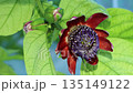 Brazilian passionflower in bloom 135149122