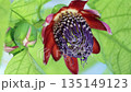 Brazilian passionflower in bloom 135149123