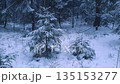 Tranquil woodland landscape on edge of snowy conifer forest with snowbound fir trees among snowdrifts at inclement winter dusk or morning with heavy snowfall. No people wintry natural background. 135153277