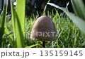 Closeup of mushroom in rain among blurred green grass background. Slow motion 135159145