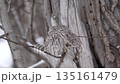 冬の森で出会ったエゾフクロウ 135161479