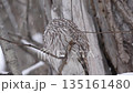 冬の森で出会ったエゾフクロウ 135161480