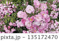 Blooming Pink Flowers in a Garden During Springtime 135172470
