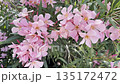Blooming Pink Flowers in a Sunny Garden During Springtime 135172472