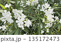 White Flowers Bloom in a Garden During Sunny Daytime in Spring Season 135172473