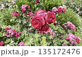 Roses Blooming in a Garden During Springtime 135172476