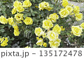 Yellow Roses Bloom in Garden During Spring Season in the Afternoon Light 135172478