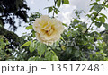 White Rose Blooms on a Sunny Day in a Garden Surrounded by Greenery 135172481