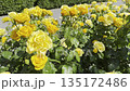 Yellow Roses Bloom in Garden Under Bright Sunlight in Spring 135172486
