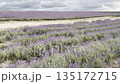 Lavender Fields Grow Under Cloudy Skies in a Rural Area 135172715