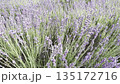 Blooming Lavender Field in Summer Sunshine With Buzzing Bees 135172716