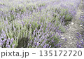 Exploring a Large Lavender Field in Summer 135172720