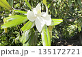 Flower Blooms on a Tree in a Sunny Outdoor Garden in Spring 135172721