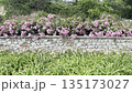 Garden Flowers Bloom Near a Stone Wall in Springtime 135173027