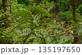 Close view of rainforest fern in Costa Rica during summer travel through jungle 135197650