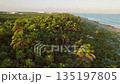 Birds flying above dense palm forest along tropical coastline with golden sunlight on Caribbean Sea 135197805