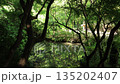 A view of the pond at Myohonji Temple in Kamakura in summer, surrounded by trees. Handheld shot 135202407