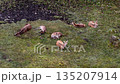Red deer stag and his harem sleeping during the day 135207914