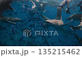 A group of nurse sharks glides in the sea, accompanied by a swarm of fish 135215462