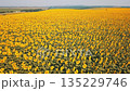 Vast and Beautiful Sunflower Fields in Russia Captured by Drone from Above, Stunning View 135229746