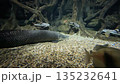 Arapaima rests on the aquarium floor near catfish. Artificial rocks and roots are in the background. 135232641