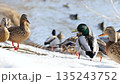 Drakes and ducks in early spring in a nature park on the river bank. Wild birds close-up. 135243752