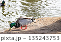 Drakes and ducks in early spring in a nature park on the river bank. Wild birds close-up. 135243753