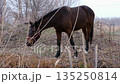 cute brown horse on a walk 135250814