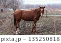 cute brown horse on a walk 135250818