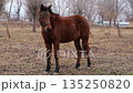 cute brown horse on a walk 135250820