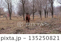 cute brown horse on a walk 135250821
