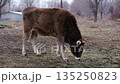 a cute brown cow on a walk 135250823