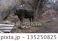 a cute brown cow on a walk 135250825