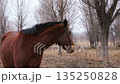 cute brown horse on a walk 135250828