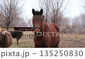 cute brown horse on a walk 135250830