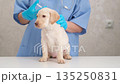 A veterinarian gives an injection to a Labrador puppy 135250831