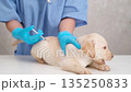A veterinarian gives an injection to a Labrador puppy 135250833