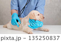 During the examination, the veterinarian listens to the Labrador puppy with a stethoscope 135250837