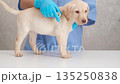 During the examination, the veterinarian listens to the Labrador puppy with a stethoscope 135250838